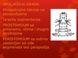 SPOLJAŠNJA GRAĐA:
Mnogobrojne čekinje na
parapodijama
Izrazita segmentacija
PROSTOMIJUM sa
antenama, očima i drugim
izraštajima
PERISTOMIJUM sa ustima
sastavljen od više
segmenata bez parapodija
 