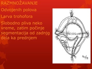RAZMNOŢAVANJE
Odvojenih polova
Larva trohofora
Slobodno pliva neko
vreme, zatim počinje
segmentacija od zadnjg
dela ka prednjem
 