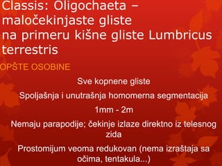 Classis: Oligochaeta –
maločekinjaste gliste
na primeru kišne gliste Lumbricus
terrestris
OPŠTE OSOBINE
                   Sve kopnene gliste
    Spoljašnja i unutrašnja homomerna segmentacija
                       1mm - 2m
  Nemaju parapodije; čekinje izlaze direktno iz telesnog
                         zida
   Prostomijum veoma redukovan (nema izraštaja sa
                 očima, tentakula...)
 