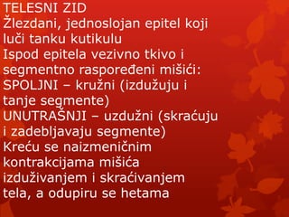 TELESNI ZID
Ţlezdani, jednoslojan epitel koji
luči tanku kutikulu
Ispod epitela vezivno tkivo i
segmentno rasporeĎeni mišići:
SPOLJNI – kruţni (izduţuju i
tanje segmente)
UNUTRAŠNJI – uzduţni (skraćuju
i zadebljavaju segmente)
Kreću se naizmeničnim
kontrakcijama mišića
izduţivanjem i skraćivanjem
tela, a odupiru se hetama
 