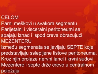 CELOM
Parni meškovi u svakom segmentu
Parijetalni i visceralni peritoneumi se
spajaju iznad i ispod creva obrazujući
MEZENTERU
IzmeĎu segmenata se javljaju SEPTE koje
predstavljaju sslepljene listove peritoneuma.
Kroz njih prolaze nervni lanci i krvni sudovi
Mezentere i septe drže crevo u centralnom
položaju
 