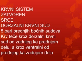 KRVNI SISTEM
ZATVOREN
SRCE:
DORZALNI KRVNI SUD
5 pari prednjih bočnih sudova
Krv teče kroz dorzalni krvni
sud od zadnjeg ka prednjem
delu, a kroz ventralni od
prednjeg ka zadnjem delu
 