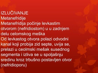 IZLUČIVANJE
Metanefridije
Metanefridija počinje levkastim
otvorom (nefridiostom) u u zadnjem
delu celomskog meška
Od levkastog otvora polazi odvodni
kanal koji probija zid septe, uvija se,
prelazi u ceolmski mešak susednog
segmenta i izliva se u spoljašnju
sredinu kroz trbušno postavljen otvor
(nefridioporu)
 