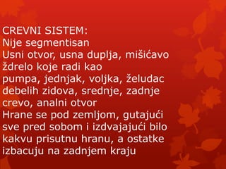 CREVNI SISTEM:
Nije segmentisan
Usni otvor, usna duplja, mišićavo
ţdrelo koje radi kao
pumpa, jednjak, voljka, ţeludac
debelih zidova, srednje, zadnje
crevo, analni otvor
Hrane se pod zemljom, gutajući
sve pred sobom i izdvajajući bilo
kakvu prisutnu hranu, a ostatke
izbacuju na zadnjem kraju
 