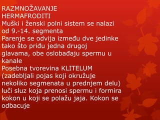 RAZMNOŢAVANJE
HERMAFRODITI
Muški i ţenski polni sistem se nalazi
od 9.-14. segmenta
Parenje se odvija izmeĎu dve jedinke
tako što priĎu jedna drugoj
glavama, obe oslobaĎaju spermu u
kanale
Posebna tvorevina KLITELUM
(zadebljali pojas koji okruţuje
nekoliko segmenata u prednjem delu)
luči sluz koja prenosi spermu i formira
kokon u koji se polaţu jaja. Kokon se
odbacuje
 