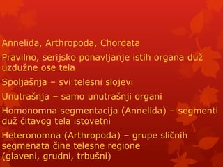 Annelida, Arthropoda, Chordata
Pravilno, serijsko ponavljanje istih organa duţ
uzduţne ose tela
Spoljašnja – svi telesni slojevi
Unutrašnja – samo unutrašnji organi
Homonomna segmentacija (Annelida) – segmenti
duţ čitavog tela istovetni
Heteronomna (Arthropoda) – grupe sličnih
segmenata čine telesne regione
(glaveni, grudni, trbušni)
 