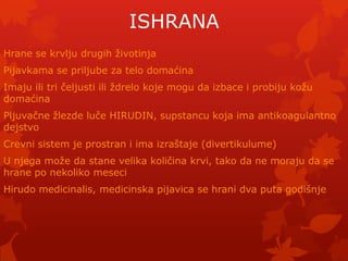 ISHRANA
Hrane se krvlju drugih ţivotinja
Pijavkama se priljube za telo domaćina
Imaju ili tri čeljusti ili ţdrelo koje mogu da izbace i probiju koţu
domaćina
Pljuvačne ţlezde luče HIRUDIN, supstancu koja ima antikoagulantno
dejstvo
Crevni sistem je prostran i ima izraštaje (divertikulume)
U njega moţe da stane velika količina krvi, tako da ne moraju da se
hrane po nekoliko meseci
Hirudo medicinalis, medicinska pijavica se hrani dva puta godišnje
 