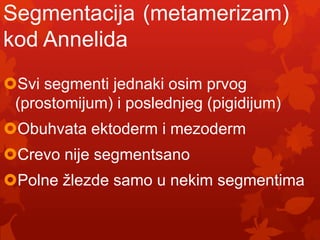 Segmentacija (metamerizam)
kod Annelida
Svi segmenti jednaki osim prvog
 (prostomijum) i poslednjeg (pigidijum)
Obuhvata ektoderm i mezoderm
Crevo nije segmentsano
Polne žlezde samo u nekim segmentima
 