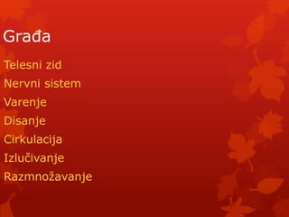 GraĎa
Telesni zid
Nervni sistem
Varenje
Disanje
Cirkulacija
Izlučivanje
Razmnoţavanje
 