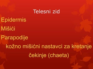 Telesni zid
Epidermis
Mišići
Parapodije
  kožno mišićni nastavci za kretanje
             čekinje (chaeta)
 