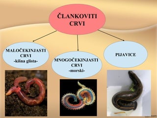 ČLANKOVITI
CRVI
MALOČEKINJASTI
CRVI
-kišna glista- MNOGOČEKINJASTI
CRVI
-morski-
PIJAVICE
 