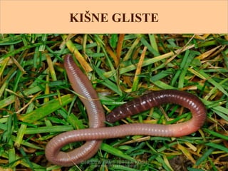 KIŠNE GLISTE
 