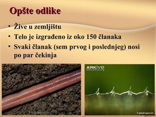Opšte odlikeOpšte odlike
• Žive u zemljištu
• Telo je izgrađeno iz oko 150 članaka
• Svaki članak (sem prvog i poslednjeg) nosi
po dva para čekinja
 