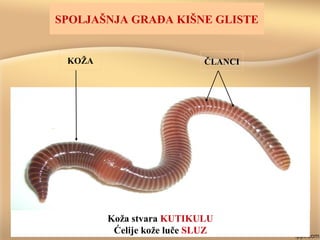 SPOLJAŠNJA GRAĐA KIŠNE GLISTE
KOŽA ČLANCI
Koža stvara KUTIKULU
Ćelije kože luče SLUZ
 