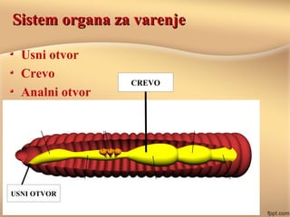 Sistem organa za varenjeSistem organa za varenje
Usni otvor
Crevo
Analni otvor
USNI OTVOR
CREVO
 