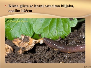 Kišna glista se hrani ostacima biljaka,
opalim lišćem
 