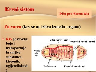 Krvni sistemKrvni sistem
Krv je crvene
boje i
transportuje
hranljive
supstance,
kiseonik,
ugljendioksid
)
Trbušni krvni sud
Leđni krvni sud
Bočna srca
Prednji
deo
tela
Poprečni krvni sudovi
Zatvoren (krv se ne izliva između organa)
Dišu površinom tela
 
