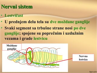 Nervni sistemNervni sistem
Lestvičast
U prednjem delu tela su dve moždane ganglije
Svaki segment sa trbušne strane nosi po dve
ganglije; spojene su poprečnim i uzdužnim
vezama i grade lestvicu
Moždane
ganglije
Nervna
lestvica
 