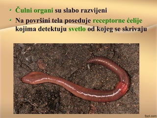 Čulni organi su slabo razvijeni
Na površini tela poseduje receptorne ćelije
kojima detektuju svetlo od kojeg se skrivaju
 