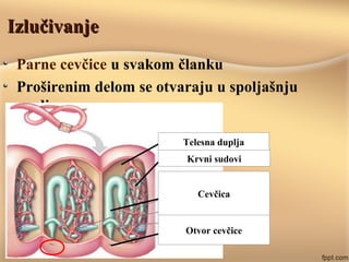 IzlučivanjeIzlučivanje
Parne cevčice u svakom članku
Proširenim delom se otvaraju u spoljašnju
sredinu
Telesna duplja
Krvni sudovi
Cevčica
Otvor cevčice
 