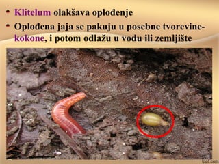 Klitelum olakšava oplođenje
Oplođena jaja se pakuju u posebne tvorevine-
kokone, i potom odlažu u vodu ili zemljište
 