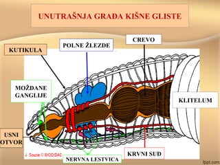 UNUTRAŠNJA GRAĐA KIŠNE GLISTE
KUTIKULA
USNI
OTVOR
MOŽDANE
GANGLIJE
NERVNA LESTVICA
CREVO
KRVNI SUD
POLNE ŽLEZDE
KLITELUM
 