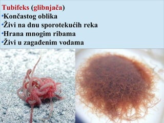 Tubifeks (glibnjača)
Končastog oblika
Živi na dnu sporotekućih reka
Hrana mnogim ribama
Živi u zagađenim vodama
 