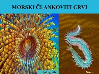 MORSKI ČLANKOVITI CRVI
Spirografis Nereis
 