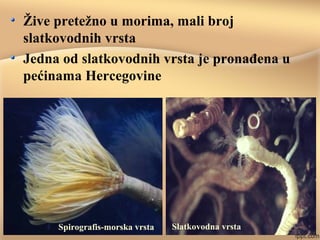 Žive pretežno u morima, mali broj
slatkovodnih vrsta
Jedna od slatkovodnih vrsta je pronađena u
pećinama Hercegovine
Spirografis-morska vrsta Slatkovodna vrsta
 