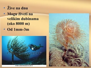 Žive na dnu
Mogu živeti na
velikim dubinama
(oko 8000 m)
Od 1mm-3m
 
