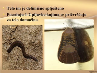 Telo im je delimično spljošteno
Poseduju 1-2 pijavke kojima se pričvršćuju
za telo domaćina
 