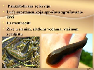 Paraziti-hrane se krvlju
Luče supstancu koja sprečava zgrušavanje
krvi
Hermafroditi
Žive u slanim, slatkim vodama, vlažnom
zemljištu
 