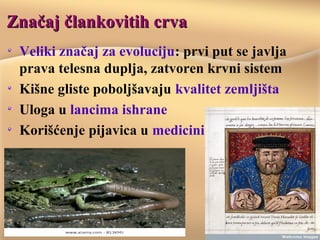 Značaj člankovitih crvaZnačaj člankovitih crva
Veliki značaj za evoluciju: prvi put se javlja
prava telesna duplja, zatvoren krvni sistem
Kišne gliste poboljšavaju kvalitet zemljišta
Uloga u lancima ishrane
Korišćenje pijavica u medicini
 