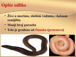 Opšte odlike
• Žive u morima, slatkim vodama, vlažnom
zemljištu
• Manji broj parazita
• Telo je građeno od članaka (prstenova)
 
