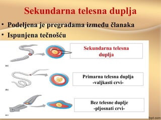 Sekundarna telesna duplja
• Podeljena je pregradama između članaka
• Ispunjena tečnošću
Sekundarna telesna
duplja
Primarna telesna duplja
-valjkasti crvi-
Bez telesne duplje
-pljosnati crvi-
 