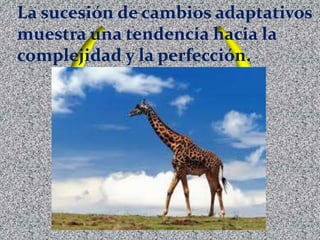 La sucesión de cambios adaptativos
muestra una tendencia hacia la
complejidad y la perfección.
 