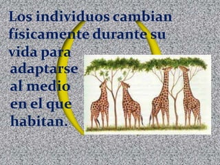 Los individuos cambian
físicamente durante su
vida para
adaptarse
al medio
en el que
habitan.
 