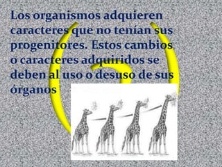 Los organismos adquieren
caracteres que no tenían sus
progenitores. Estos cambios
o caracteres adquiridos se
deben al uso o desuso de sus
órganos
 