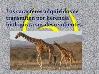 Los caracteres adquiridos se
transmiten por herencia
biológica a sus descendientes.
 