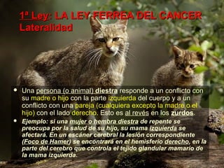 1ª Ley1ª Ley: LA LEY FERREA DEL CANCER: LA LEY FERREA DEL CANCER
LateralidadLateralidad
 Una persona (o animal) diestra responde a un conflicto con
su madre o hijo con la parte izquierda del cuerpo y a un
conflicto con una pareja (cualquiera excepto la madre o el
hijo) con el lado derecho. Esto es al revés en los zurdos.
 Ejemplo: si una mujer o hembra diestra de repente se
preocupa por la salud de su hijo, su mama izquierda se
afectará. En un escáner cerebral la lesión correspondiente
(Foco de Hamer) se encontrará en el hemisferio derecho, en la
parte del cerebro que controla el tejido glandular mamario de
la mama izquierda.
 