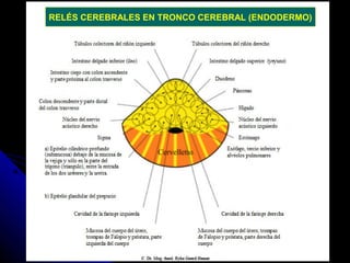 RELÉS CEREBRALES EN TRONCO CEREBRAL (ENDODERMO)
 