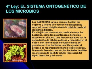 4ª Ley4ª Ley: EL SISTEMA ONTOGENÉTICO DE: EL SISTEMA ONTOGENÉTICO DE
LOS MICROBIOSLOS MICROBIOS
Las BACTERIAS (grupo naranja) habitan los
órganos y tejidos que derivan del mesodermo
cerebral nuevo dirigido desde la médula cerebral
(sustancia blanca).
En el tejido del mesodermo cerebral nuevo, las
bacterias, como los estafilococos, llenan los
espacios en el hueso que fueron causados por la
degradación de células callosas y reconstruyen el
hueso con la formación de tejido calloso de
granulación. Las bacterias también ayudan al
proceso de reparación formando tejido cicatrizal.
Durante la fase de curación, las bacterias también
reconstruyen la pérdida celular (necrosis) del
tejido testicular y del ovario.
E. Coli
Estafilococo
 