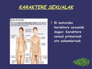KARAKTERE SEXUALAK
➲

Bi motatako
karaktere sexualak
dagoz: Karaktere
sexual primarioak
eta sekundarioak.

 