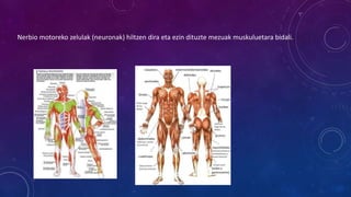 Nerbio motoreko zelulak (neuronak) hiltzen dira eta ezin dituzte mezuak muskuluetara bidali.
 