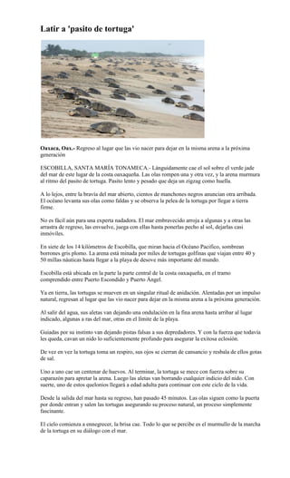 Latir a 'pasito de tortuga'




Oaxaca, Oax.- Regreso al lugar que las vio nacer para dejar en la misma arena a la próxima
generación

ESCOBILLA, SANTA MARÍA TONAMECA.- Lánguidamente cae el sol sobre el verde jade
del mar de este lugar de la costa oaxaqueña. Las olas rompen una y otra vez, y la arena murmura
al ritmo del pasito de tortuga. Pasito lento y pesado que deja un zigzag como huella.

A lo lejos, entre la bravía del mar abierto, cientos de manchones negros anuncian otra arribada.
El océano levanta sus olas como faldas y se observa la pelea de la tortuga por llegar a tierra
firme.

No es fácil aún para una experta nadadora. El mar embravecido arroja a algunas y a otras las
arrastra de regreso, las envuelve, juega con ellas hasta ponerlas pecho al sol, dejarlas casi
inmóviles.

En siete de los 14 kilómetros de Escobilla, que miran hacia el Océano Pacifico, sombrean
borrones gris plomo. La arena está minada por miles de tortugas golfinas que viajan entre 40 y
50 millas náuticas hasta llegar a la playa de desove más importante del mundo.

Escobilla está ubicada en la parte la parte central de la costa oaxaqueña, en el tramo
comprendido entre Puerto Escondido y Puerto Ángel.

Ya en tierra, las tortugas se mueven en un singular ritual de anidación. Alentadas por un impulso
natural, regresan al lugar que las vio nacer para dejar en la misma arena a la próxima generación.

Al salir del agua, sus aletas van dejando una ondulación en la fina arena hasta arribar al lugar
indicado, algunas a ras del mar, otras en el límite de la playa.

Guiadas por su instinto van dejando pistas falsas a sus depredadores. Y con la fuerza que todavía
les queda, cavan un nido lo suficientemente profundo para asegurar la exitosa eclosión.

De vez en vez la tortuga toma un respiro, sus ojos se cierran de cansancio y resbala de ellos gotas
de sal.

Uno a uno cae un centenar de huevos. Al terminar, la tortuga se mece con fuerza sobre su
caparazón para apretar la arena. Luego las aletas van borrando cualquier indicio del nido. Con
suerte, uno de estos quelonios llegará a edad adulta para continuar con este ciclo de la vida.

Desde la salida del mar hasta su regreso, han pasado 45 minutos. Las olas siguen como la puerta
por donde entran y salen las tortugas asegurando su proceso natural, un proceso simplemente
fascinante.

El cielo comienza a ennegrecer, la brisa cae. Todo lo que se percibe es el murmullo de la marcha
de la tortuga en su diálogo con el mar.
 