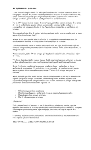 De depredadores a protectores

"A los siete años empecé a salir a la playa y lo que aprendí fue a saquear los huevos, matar a la
tortuga para venderla. Así pasé mi vida trabajando desde la década de los años 70 hasta los 90",
refiere Sóstenes Rodríguez Reyes, integrante de la Sociedad Cooperativa "El santuario de la
tortuga- Escobilla", quien es uno de los 13 guardianes de la especie marina.

Fue en 1997 cuando inició el proceso de conservación, un trabajo a contra corriente de la forma
de vivir de los habitantes quienes estaban acostumbrados a comer, vender los huevos y
comercializar a la tortuga en el rastro de San Agustinillo en donde al día se sacrificaban mil
tortugas.

"Para todos implicaba dejar de matar a la tortuga, dejar de vender la carne, mucha gente se opuso
porque dijo ¿de qué voy a vivir?".

A la par de esa preocupación, vino la reflexión; la tortuga había comenzado a escasear, las
arribazones eran menores, la tortuga estaba en severo peligro de extinción.

"Nosotros llenábamos tortón de huevos, ochocientas cajas, mil cajas, mil doscientas cajas de
huevo de tortuga llenito, pero nadie se hizo rico con la venta del huevo. Como dice el dicho, "lo
del agua al agua".

Para ese entonces, de las 400 mil tortugas que llegaban en cada arribazón, había caído a menos
de 15 mil.

"Yo fui un depredador de los buenos. Cuando decidí meterme a la conservación, juré no hacerle
un daño más a la naturaleza y devolverle un poquito de lo que le quité", agrega Sóstenes.

Benito Cortés, otro guardián de las tortugas, mira hacia el mar y suelta al ver la fuerza y
perfección de la naturaleza: "El sentimiento... es un gran dolor y lo guardamos en el corazón
porque nosotros fuimos saqueadores en un tiempo. Vivimos de la tortuga, pero ya no la
matamos".

Benito, recuerda que en el monte ubicado a medio kilómetro frente al mar aún se pueden hallar
algunos vestigios de tortugas sacrificadas, caparazones y huesos. El rastro pagaba a cada
saqueador un peso por cada tortuga acarreada hacia el cerro. Ahí miles de tortugas eran apiladas
panza arriba para que murieran con los rayos del sol.



       400 mil tortugas arriban anualmente
       15 mil tortugas llegaron a arribar en la época de matanza, hace algunos años
       45 centímetros llega a medir la tortuga
       35 a 50 kilogramos pesa la tortuga

¿Sabías que?

En la cadena alimenticia la tortuga es uno de los eslabones más fuertes, muchas especies
dependen directamente de la tortuga y forma parte esencial en el equilibrio marino. La tortuga se
alimenta principalmente de pastos, algas, cangrejos, caracolees, erizos y en especial de la
medusa.

Si la tortuga llegara a acabarse, rápidamente la medusa contaminaría el mar, terminando con
otras especies y la actividad turística.

TEXTO CITLALLI LÓPEZ/FOTOS MARIO JIMÉNEZ
 