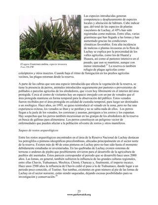 Las especies introducidas generan
competencia y desplazamiento de especies
locales y alteración de hábitats. Cabe indicar
que, del total de las especies de plantas
vasculares de Lachay, el 45% han sido
registradas como malezas. Entre ellas, v
gramíneas que han llegado a las lomas y
aumentado gracias las condiciones
climáticas favorables. Esta alta incidencia
de malezas o plantas invasoras en la flora de
Lachay se explica por la proximidad
valles agrícolas, como los de Huaral y
Huaura, así como al pastoreo intensivo en
pasado, que aun se mantiene, aunque con
menor intensidad.
arias
han
de los
el
27
La reserva es también
refugio de plagas agrícolas como
coleópteros y otros insectos. Cuando baja el ritmo de fumigación en los predios agrícolas
vecinos, las plagas retornan desde la reserva.
El agave Fourcraea andina, especie invasora.
Foto DS-PW
A parte de las cabras que son una especie introducida que afecta la vegetación de la reserva, se
tiene la presencia de perros, animales introducidos seguramente por pastores o provenientes de
poblados o parcelas agrícolas de los alrededores, que viven hoy libremente en el interior del área
protegida. Cerca al centro de visitantes hay un espacio enrejado con un par de venados que el
área protegida mantiene en forma temporal para la observación del público. Estos venados
fueron recibidos por el área protegida en calidad de custodia temporal, para luego ser destinados
a un zoológico. Hace años, en 1993, se quiso reintroducir al venado en la zona, pero no fue una
experiencia exitosa, los venados se iban y se perdían y no se sabía nada de ellos. Los perros
llegan a la jaula de los venados, los corretean y asustan, persiguen a los zorros y los espantan.
Hay sospechas que los perros también incursionan en las granjas de los alrededores de la reserva
en busca de gallinas para alimentarse. Los perros constituyen un peligroso vector de
enfermedades que pueden afectar a la población silvestre de zorros y otros mamíferos.
Saqueo de restos arqueológicos
Entre los restos arqueológicos encontrados en el área de la Reserva Nacional de Lachay destacan
los petroglifos o pinturas ideográficas precolombinas, ubicadas principalmente en el sector norte
de la reserva. Existen más de 40 de estas pinturas en Lachay pero no han sido hasta el momento
debidamente estudiadas ni inventariadas. En las quebradas de Lachay existen sistemas de
terrazas o andenes de piedra que posiblemente sirvieron para el desarrollo de la agricultura de
pueblos ahí asentados. Éstos parecen corresponder al periodo que se desarrolló hace unos 2000
años. Las lomas, en general, también sufrieron la influencia de las grandes culturas regionales,
entre ellas Chavín, Tiahuanaco, Mochica, Chimú, Chancay y, finalmente, el imperio incaico.
Hace unos 2500 años la influencia de Chavín cedió el paso a la de Tiahuanaco, dando lugar a un
periodo poco conocido, el Teatino. Sus tumbas, existentes en gran número al pie de las lomas de
Lachay en el sector noroeste, están siendo saqueadas, dejando escasas posibilidades para su
investigación y conservación.28
www.parkswatch.org
23
 