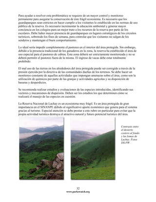 Para ayudar a resolver esta problemática se requiere de un mayor control y monitoreo
permanente para asegurar la conservación de éste frágil ecosistema. Es necesario que los
guardaparques sean estrictos en hacer cumplir a los visitantes lo establecido en las normas de uso
público de la reserva. Es necesario incrementar la educación ambiental y generar mayor
conciencia en los colegios para un mejor trato a los recursos de la reserva por parte de los
escolares. Debe haber mayor presencia de guardaparques en lugares estratégicos de los circuitos
turísticos, sobretodo los fines de semana, para controlar que los visitantes no salgan de los
senderos y mantengan el buen comportamiento.
Lo ideal sería impedir completamente el pastoreo en el interior del área protegida. Sin embargo,
debido a la presencia tradicional de los ganaderos en la zona, la reserva ha establecido el área de
uso especial para el pastoreo de cabras. Esta zona deberá ser estrictamente monitoreada y no se
deberá permitir el pastoreo fuera de la misma. El ingreso de vacas debe estar totalmente
prohibido.
El mal uso de las tierras en los alrededores del área protegida puede ser corregido a través de la
presión ejercida por la directiva de las comunidades dueñas de los terrenos. Se debe hacer un
monitoreo constante de aquellas actividades que impongan amenazas sobre el área, como son la
utilización de químicos por parte de las granjas y actividades agrícolas y su disposición de
basuras y desperdicios.
Se recomienda realizar estudios y evaluaciones de las especies introducidas, identificando sus
vectores y mecanismos de dispersión. Deben ser los estudios los que determinen cómo se
realizará el manejo de las especies en cuestión.
La Reserva Nacional de Lachay es un ecosistema muy frágil. Es un área protegida de gran
importancia en el SINANPE debido al significativo aporte económico que genera para el sistema
gracias al turismo. Especial atención se debe prestar a este rubro en particular para evitar que la
propia actividad turística destruya el atractivo natural y futuro potencial turístico del área.
Contraste entre
el desierto
costero al fondo
y las lomas de
Lachay. Fotos
DS-PW.
www.parkswatch.org
32
 