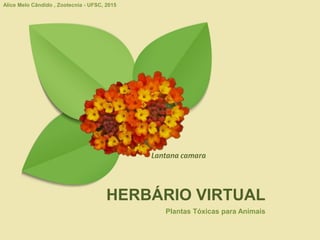Plantas Tóxicas para Animais
HERBÁRIO VIRTUAL
Lantana camara
Alice Melo Cândido , Zootecnia - UFSC, 2015
 