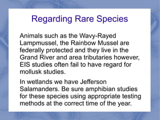 Regarding Rare Species
Animals such as the Wavy-Rayed
Lampmussel, the Rainbow Mussel are
federally protected and they live in the
Grand River and area tributaries however,
EIS studies often fail to have regard for
mollusk studies.
In wetlands we have Jefferson
Salamanders. Be sure amphibian studies
for these species using appropriate testing
methods at the correct time of the year.
 